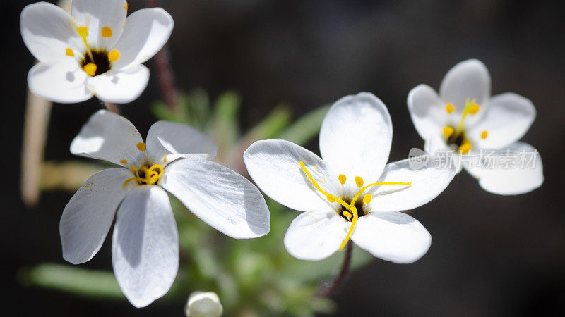 可变linanthus, Leptosiphon parviflorus